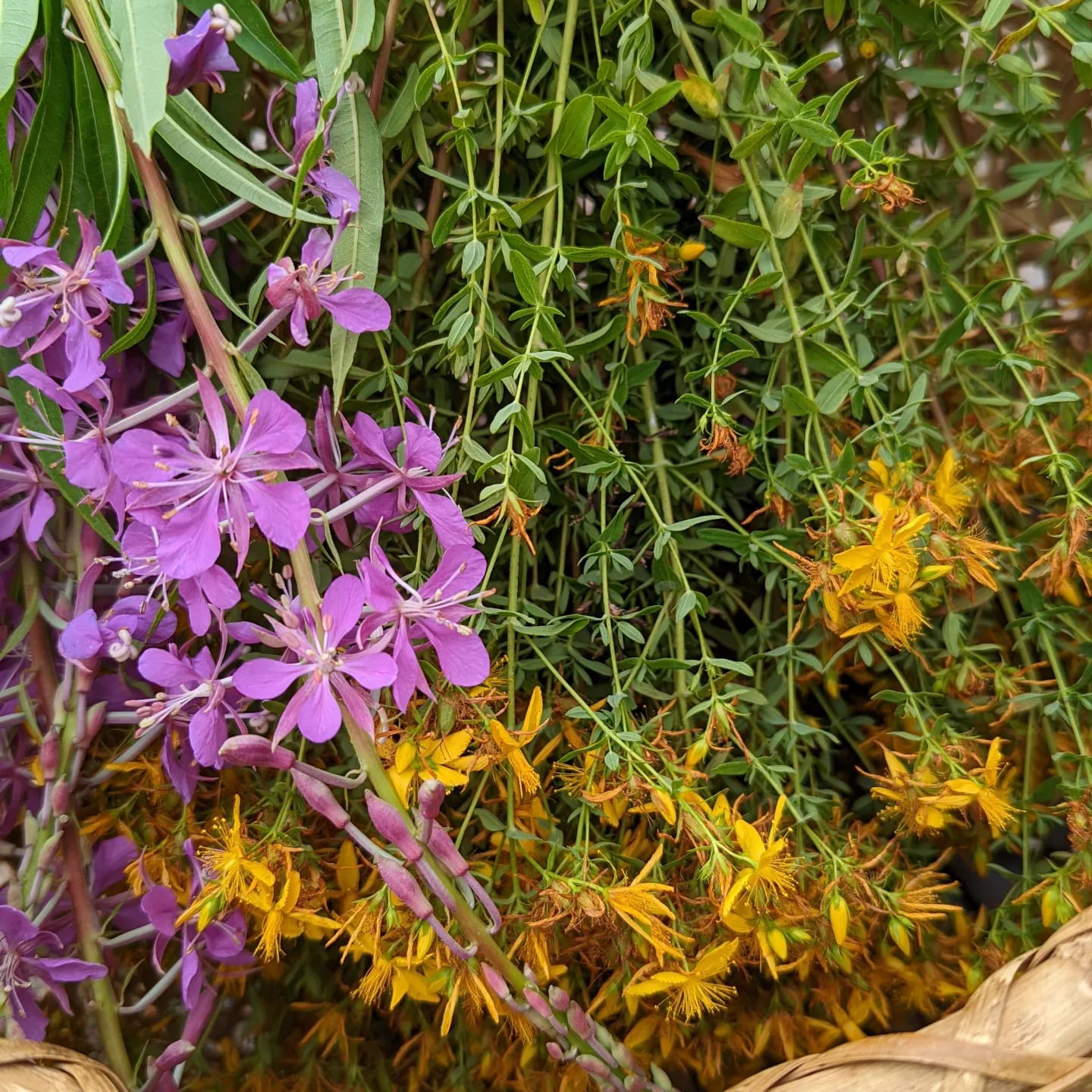 Wildflower Body Oil