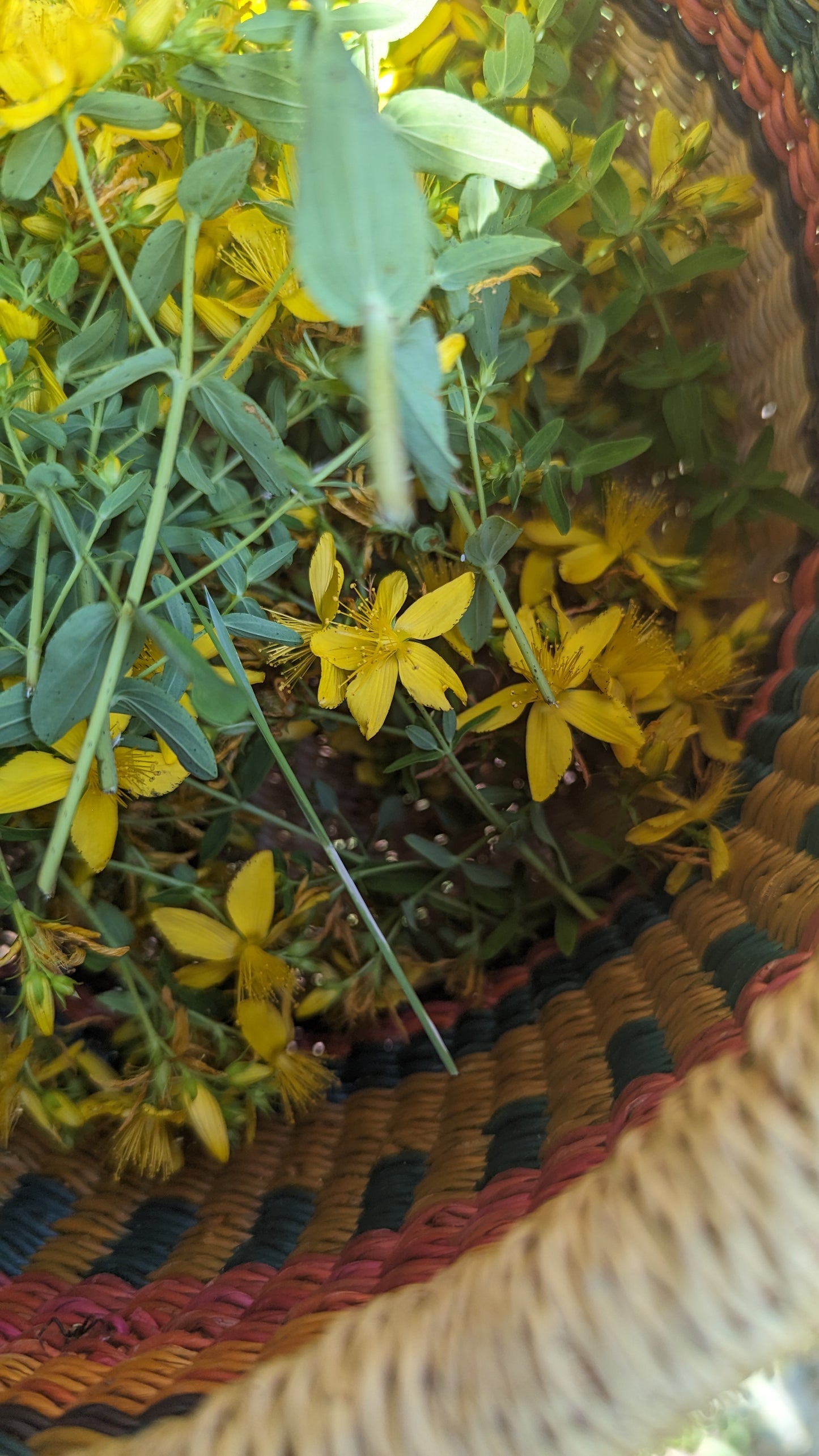St John's Wort Tincture