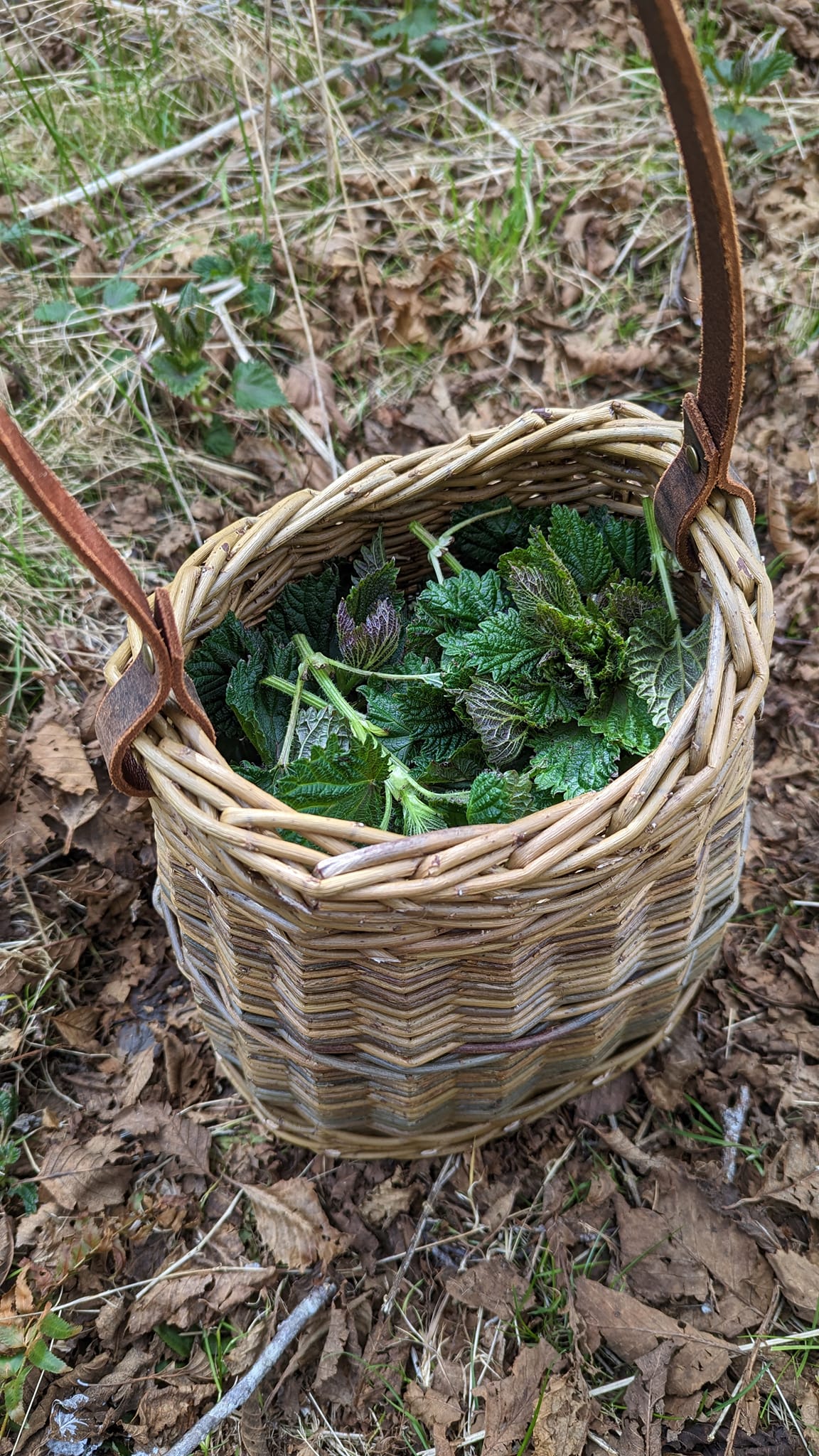 Stinging Nettle Tea