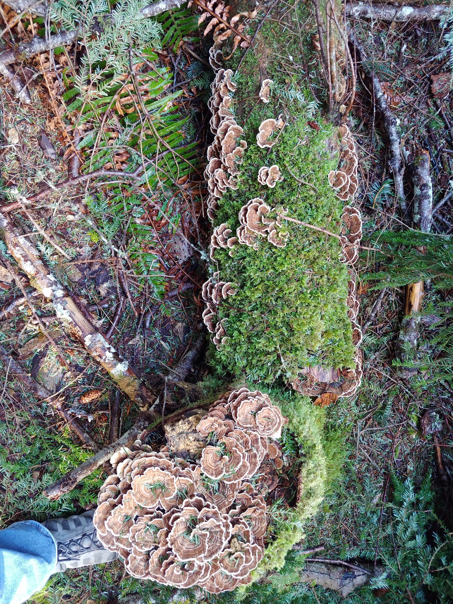 Turkey Tail Tincture