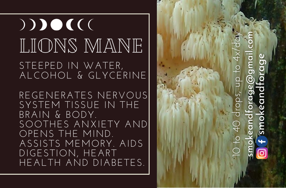 Lion's Mane Tincture