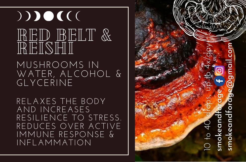 Reishi & Red Belted Polypore Tincture