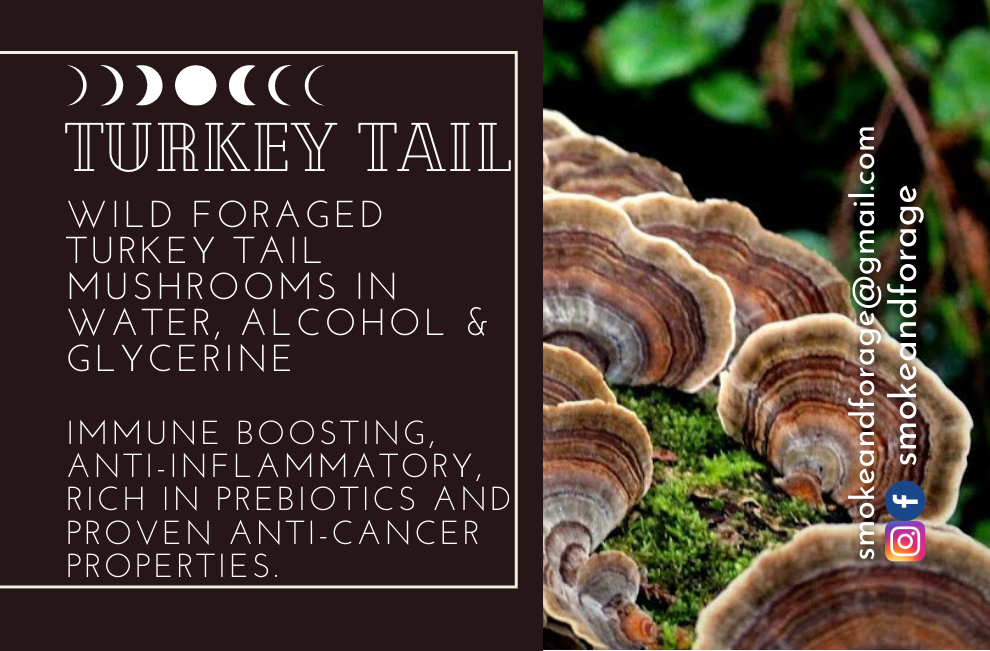 Turkey Tail Tincture