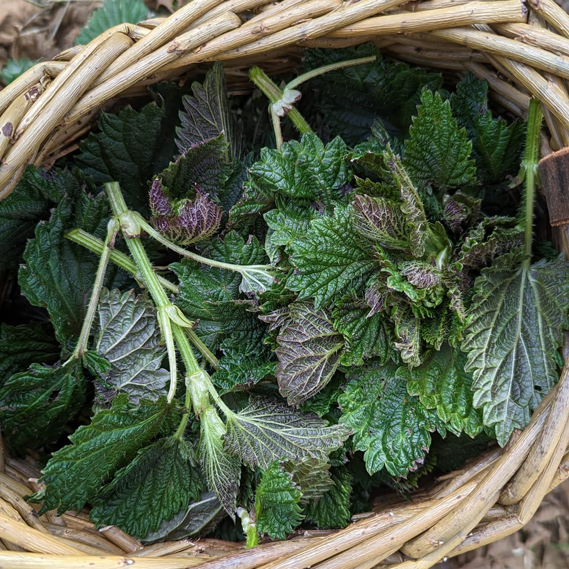 Rosemary Nettle Salt