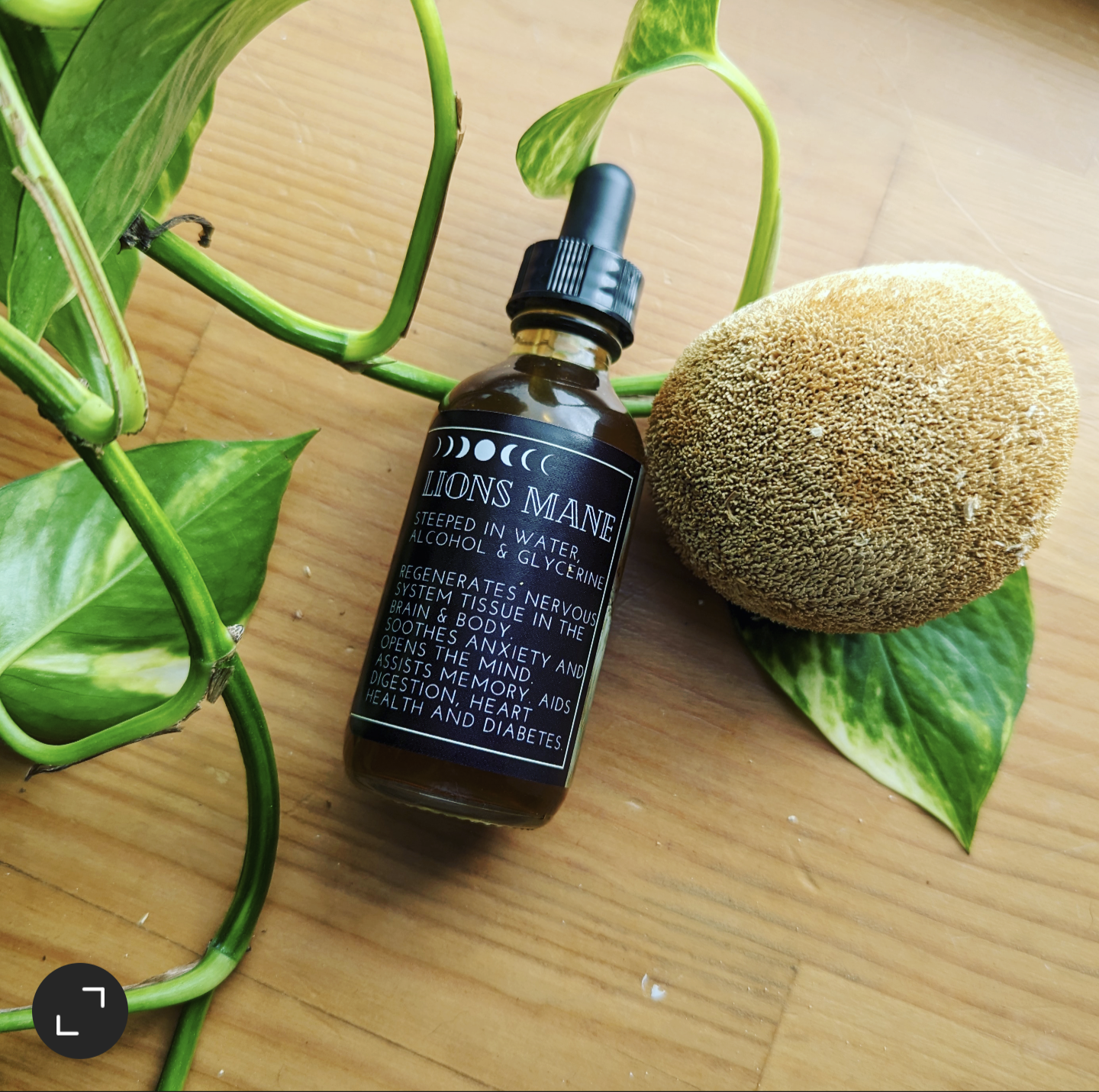 Lion's Mane Tincture